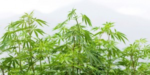 Le cannabis : une plante médicinale encore taboue