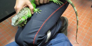 Galapagos : un Mexicain arrêté cachait onze iguanes dans son sac à dos