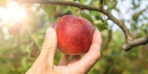 Innovation : la thermothérapie au secours de la pomme