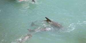 Japon : la saison de la chasse aux dauphins a commencé