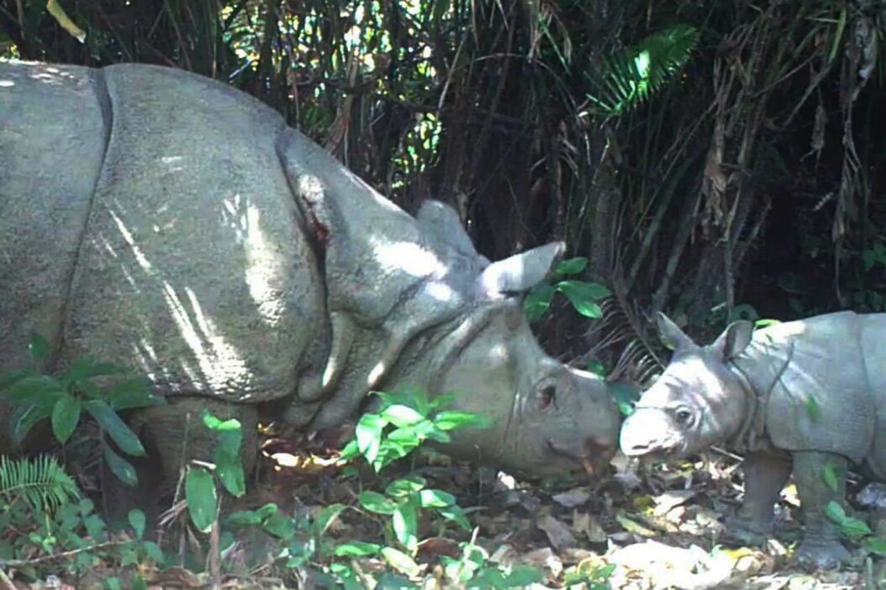 VIDEO. Indonésie : trois  bébés rhinocéros d'une espèce rarissime filmés