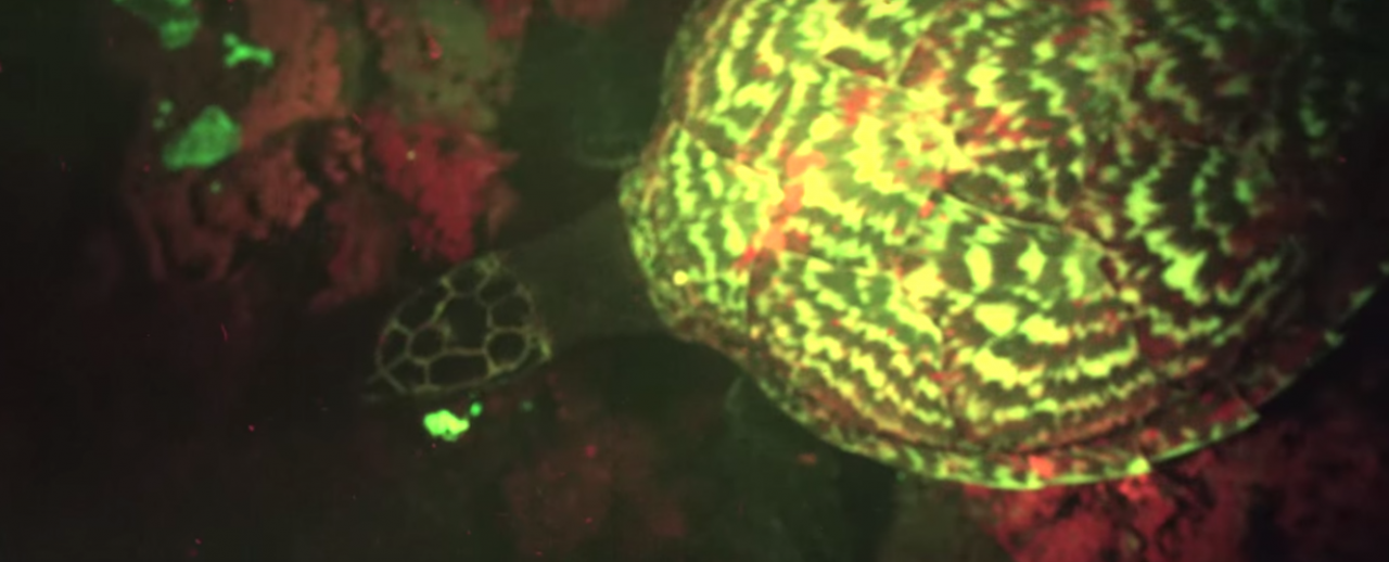 VIDEO. Une tortue fluorescente a été découverte en Océanie