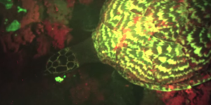 VIDEO. Une tortue fluorescente a été découverte en Océanie