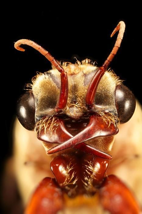 Australie : il survit 6 jours en mangeant des fourmis