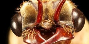 Australie : il survit 6 jours en mangeant des fourmis