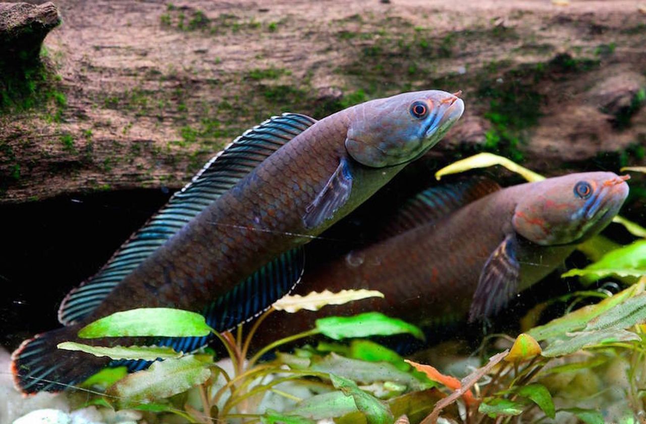 Biodiversité : le poisson qui marche existe