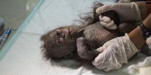 Bornéo : laissé pour mort, un bébé orang-outan sauvé 