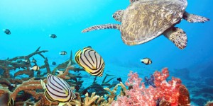 Changement climatique : le corail d'outre-mer en péril