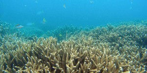 Grande Barrière de corail : l'Australie donne le feu vert à un projet minier controversé