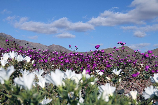 EN IMAGES. Chili : le désert le plus aride du monde est en fleurs