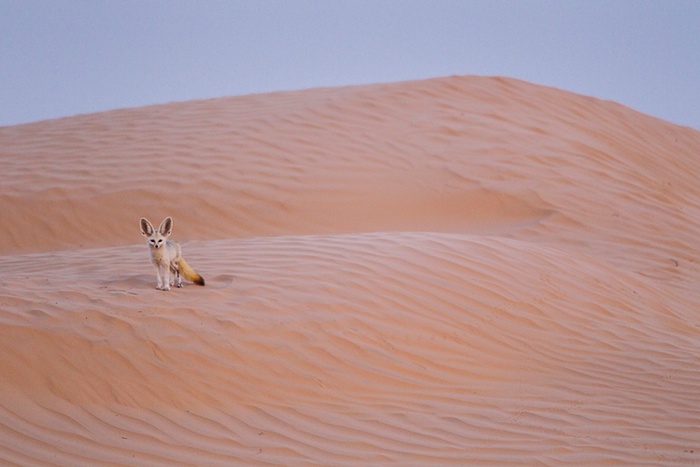 EN IMAGES. Un fennec dans le désert, le prix de la photographie animalière Fritz Pölking