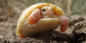 EN IMAGES. Pyrénées orientales : un bébé tortue albinos rarissime est né