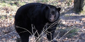 L’hiver sera froid… selon les ours du zoo de Thoiry