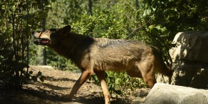  Un loup abattu dans les Hautes-Alpes