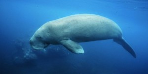 Méconnu et menacé, le dugong est surveillé de près en Nouvelle-Calédonie 