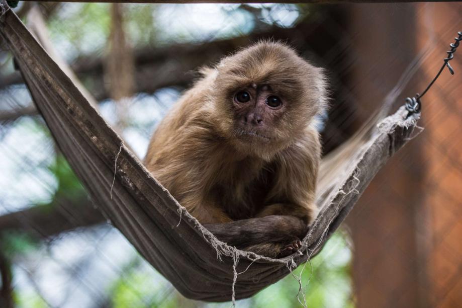 Un singe alcoolique devient le symbole du trafic d'animaux au Chili