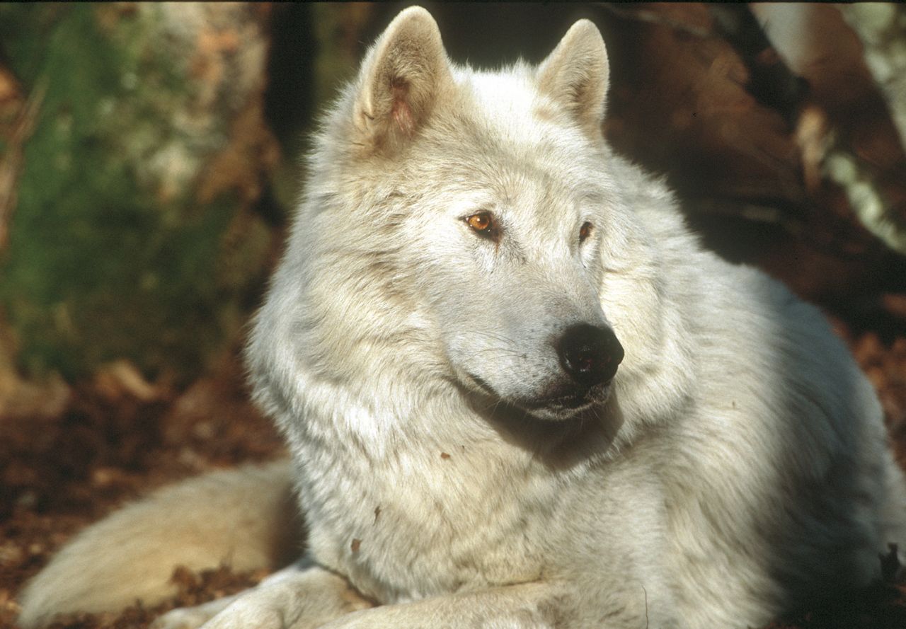 Tchernobyl : les loups y sont sept fois plus nombreux