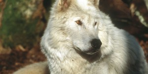 Tchernobyl : les loups y sont sept fois plus nombreux