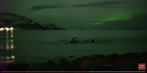 VIDEO. Des baleines sous une aurore boréale