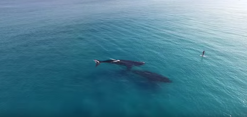 VIDEO. Un drone capture la rencontre entre un surfeur et deux baleines australes