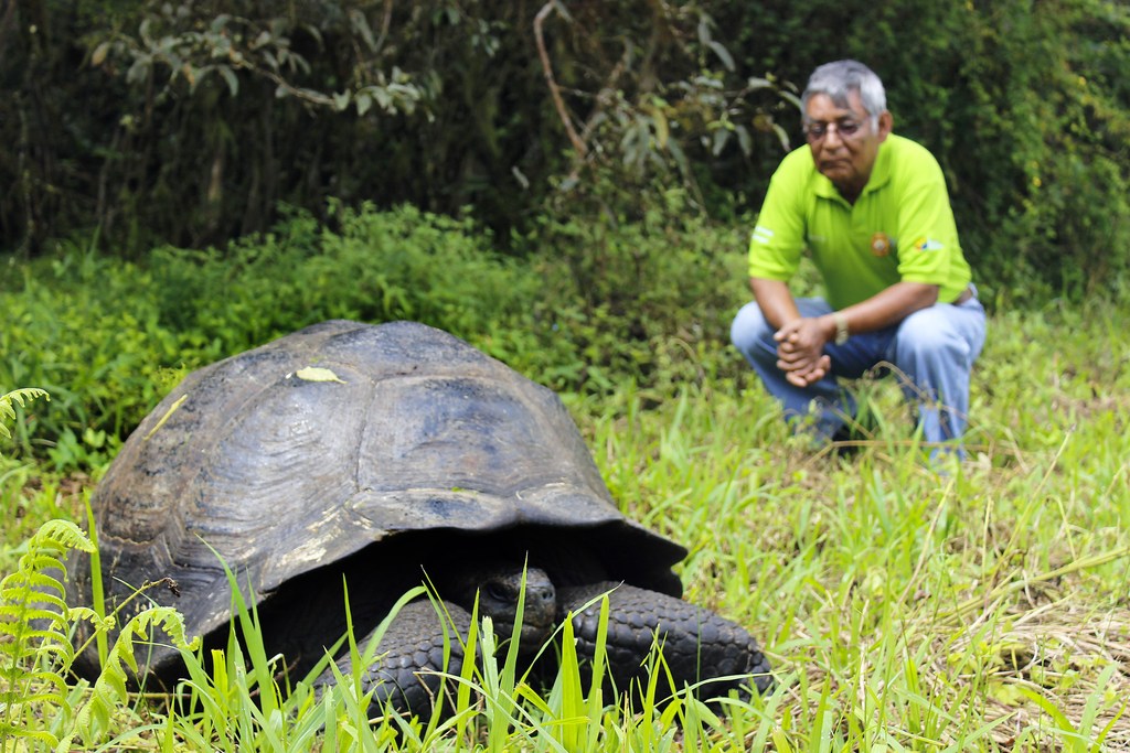 VIDEO. Equateur : une nouvelle espèce de tortue géante identifiée aux Galapagos