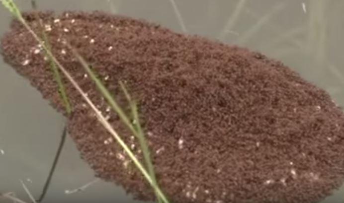 VIDEO. Etats-Unis : comment les fourmis échappent aux inondations