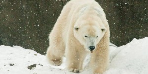 La plus vieille ourse polaire des Etats-Unis a dû être euthanasiée