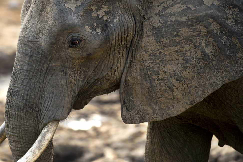 Zimbabwe : après le lion Cecil, un éléphant emblématique abattu