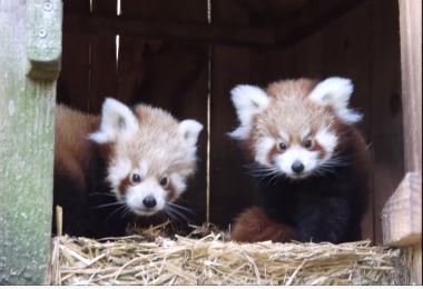 Zoo de Pessac : quel nom pour les petits pandas roux ?
