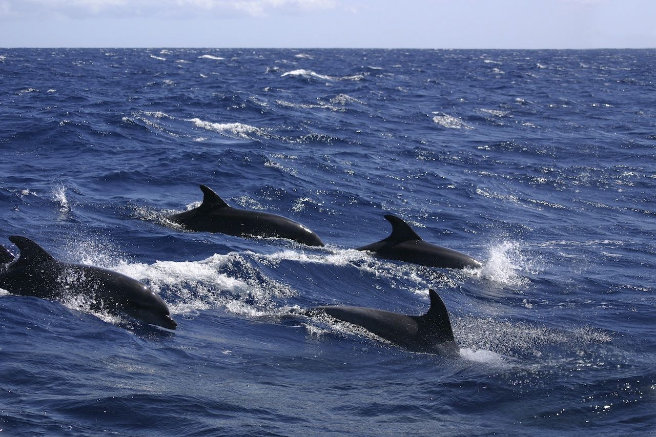 Zoom sur 4 associations qui aident la recherche sur les animaux marins 