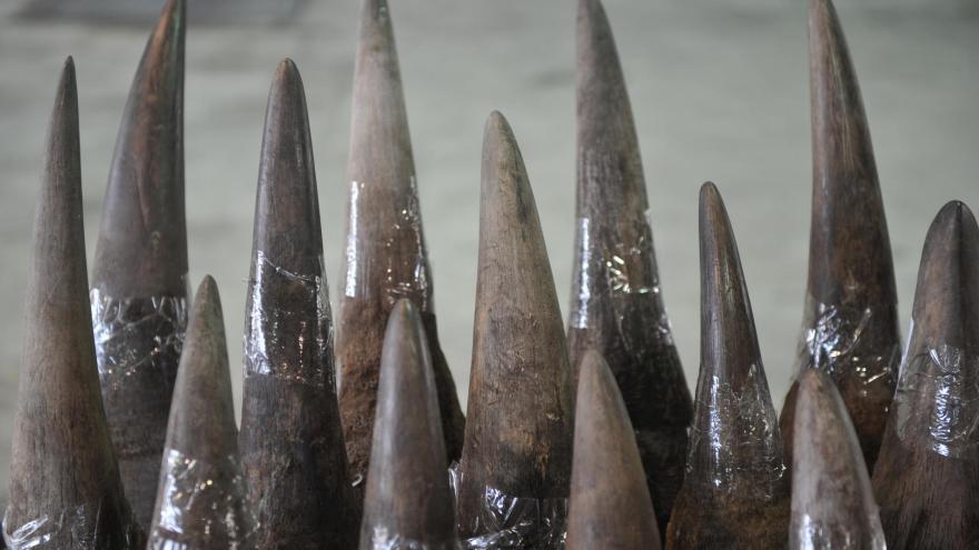Afrique du Sud : la justice autorise le commerce intérieur de la corne de rhinocéros