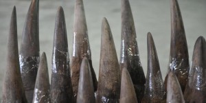 Afrique du Sud : la justice autorise le commerce intérieur de la corne de rhinocéros