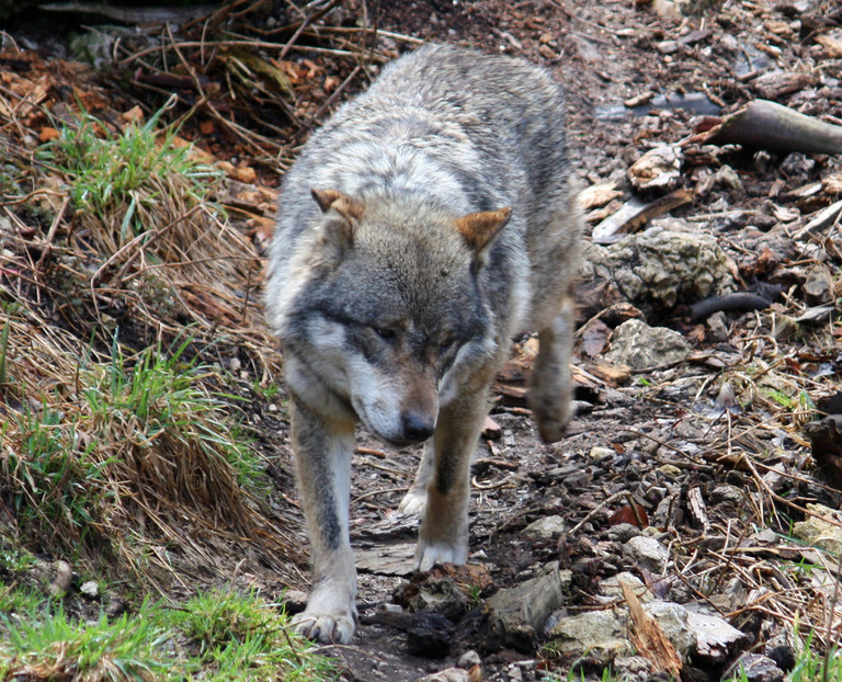 Hautes-Alpes : une louve tuée après un nouvel arrêté préfectoral