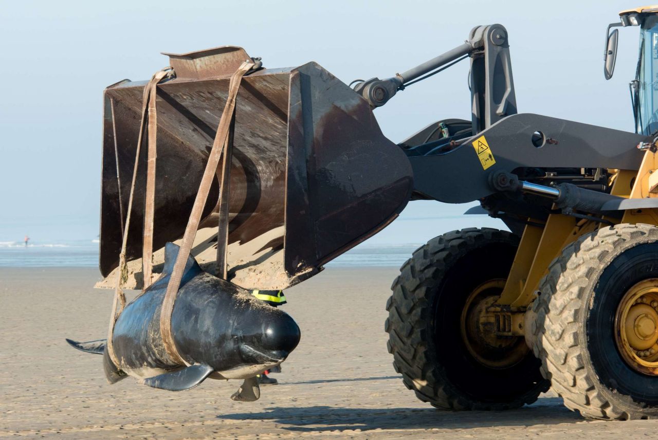 EN IMAGES. Quatre baleines échouées sauvées à Calais