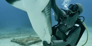 EN IMAGES. Observer les requins, un tourisme pour la biodiversité ?