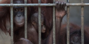 EN IMAGES. Ces orangs-outans attendent leur libération
