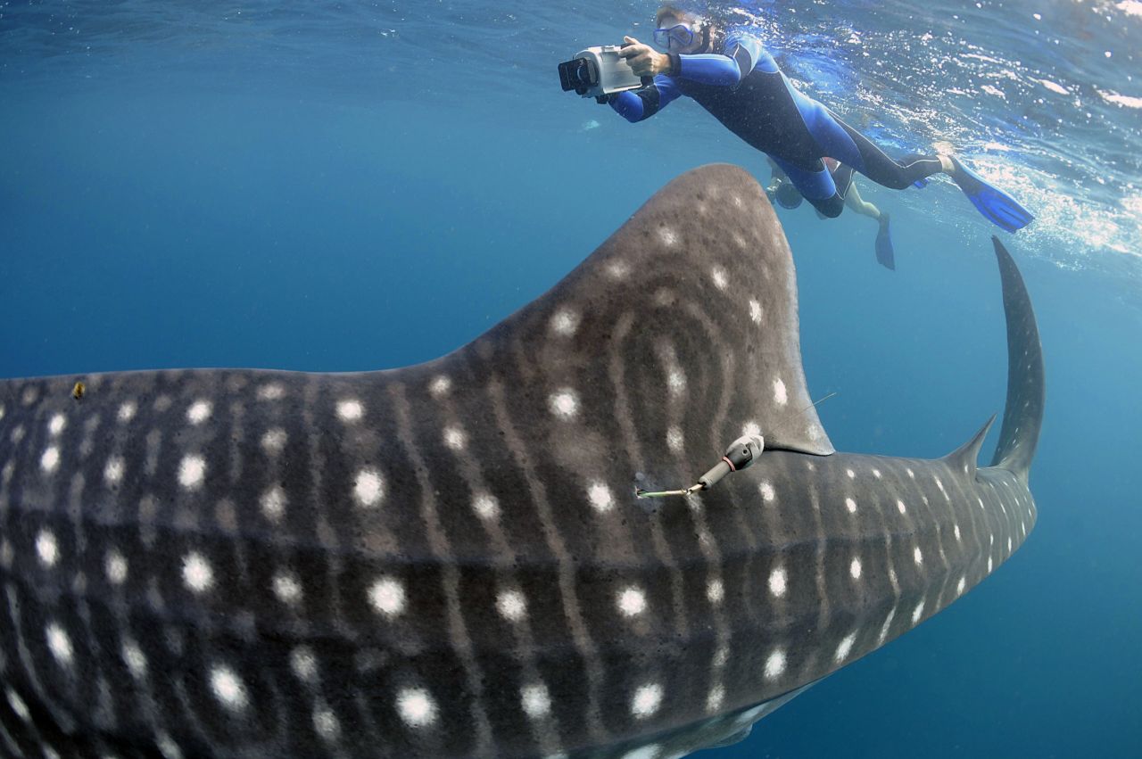 Avec Nausicaa, financez une balise pour percer les secrets du requin-baleine