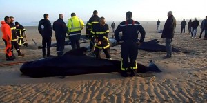 VIDEO. Calais : 10 baleines s'échouent, 4 survivantes remises à l'eau