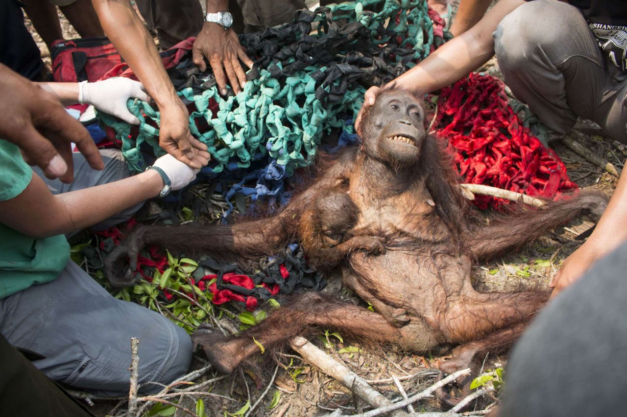 VIDEOS. Indonésie : fuyant le feu, des orangs-outans attaqués par des villageois