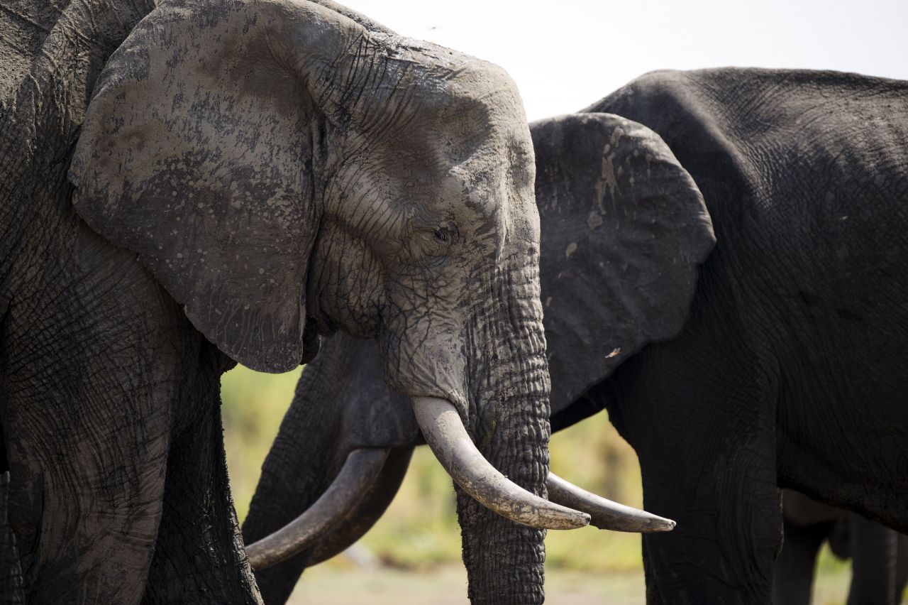 Zimbabwe : trois journalistes arrêtés pour un article sur le braconnage d'éléphants