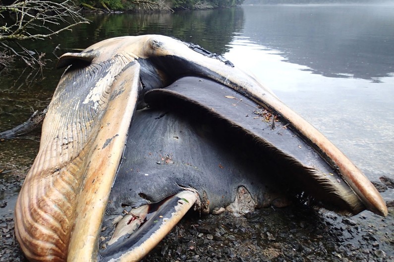 Chili : plus de 300 baleines échouées en Patagonie