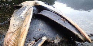 Chili : plus de 300 baleines échouées en Patagonie