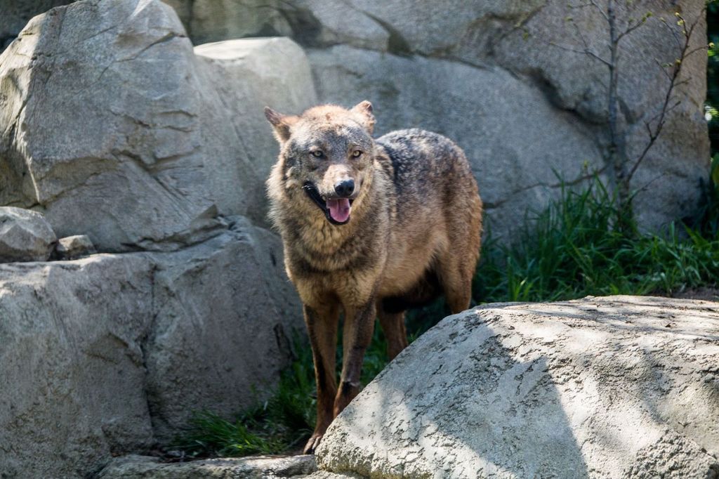 Drôme : une louve abattue, une première dans le département