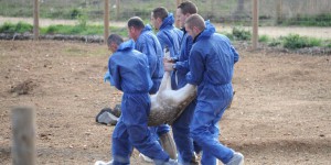 Hérault : évacuation sous tension d'un parc animalier