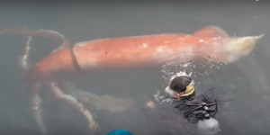 Japon : un calamar de 4 mètres de long découvert dans un port
