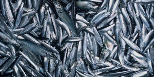 En Méditerranée, la raréfaction des anchois et sardines inquiète 