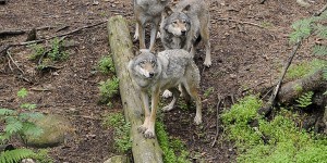 Suède : la chasse au loup provisoirement interdite