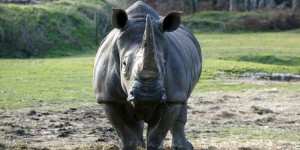 Afrique du Sud : le braconnage des rhinocéros en baisse, une première depuis 10 ans