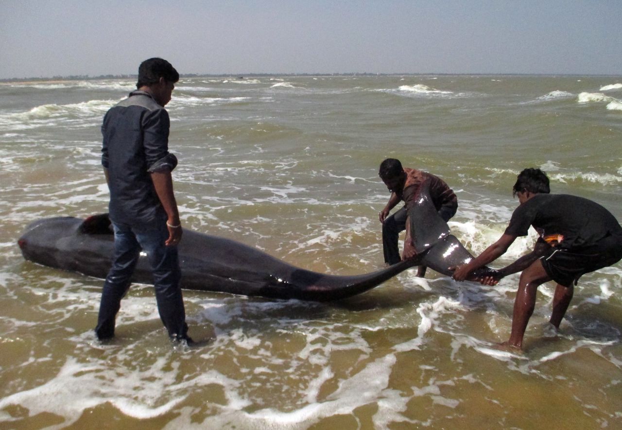 Inde : 45 baleines retrouvées mortes sur une plage du sud