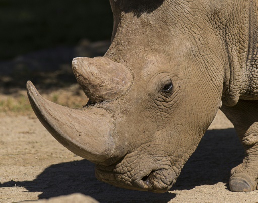 Les rhinocéros pourraient disparaître d'ici 10 ans à cause du braconnage
